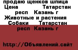 продаю щенков шпица › Цена ­ 35 000 - Татарстан респ., Казань г. Животные и растения » Собаки   . Татарстан респ.,Казань г.